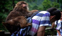 猴子的最新爆料,最新爆料揭示娱乐圈惊人内幕